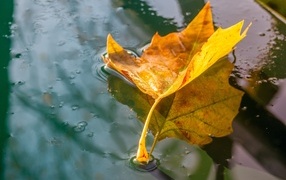 Опавший осенний лист в холодной луже