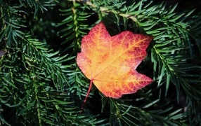 Fallen autumn leaf on a spruce branch