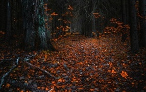 Fallen leaves in the old autumn forest