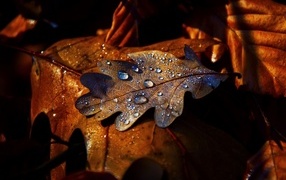 Fallen oak leaves in raindrops in autumn