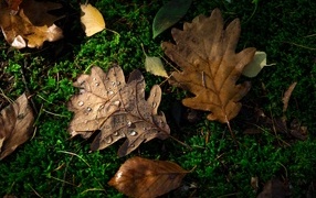 Fallen oak leaves on moss-covered ground