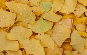 Fallen yellow leaves in raindrops