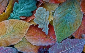 Покрытые инеем опавшие осенние листья