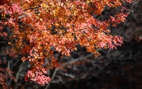 Много желтых листьев на ветках осенью
