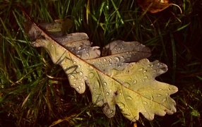 Oak leaf in raindrops in the forest