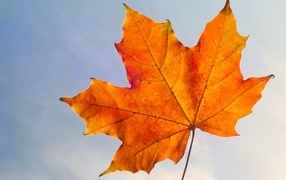 Orange maple leaf against the blue sky
