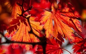 Красные листья в лучах солнца