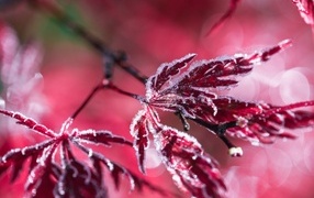 Red leaves on a tree covered with frost