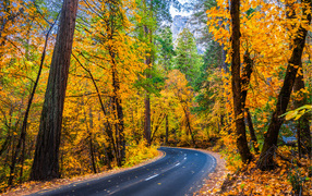 Road in a beautiful autumn forest