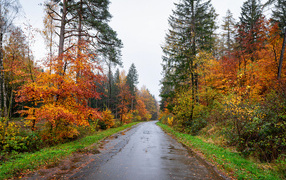 Wet road in the autumn forest