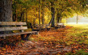 Wooden benches in the autumn park