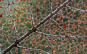 Макросъемка осеннего листа