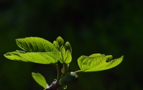 Young green leaves on a branch in spring