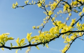Young leaves bloom on a tree branch in spring