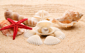 Beautiful seashells and starfish on the sand in summer