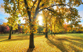 The sun illuminates the trees in the autumn park