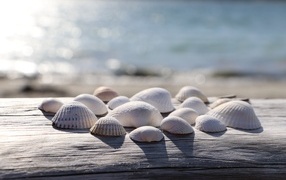 White seashells on a bench by the sea