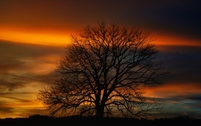 A fallen tree stands against the sky at sunset