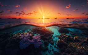 Красивые кораллы на берегу моря на закате