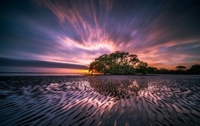 Wet sandy beach and tree at sunset