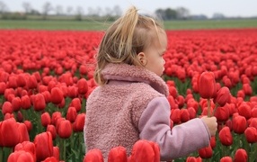 Little girl in the field with red tulips