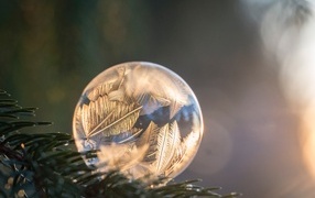 An ice ball with a pattern lies on a spruce branch