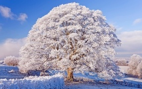 Красивое большое заснеженное дерево