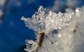 Красивая холодная снежинка на ветке зимой