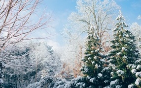 Beautiful green spruce trees covered with snow in winter