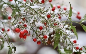 Branch with red berries in the snow