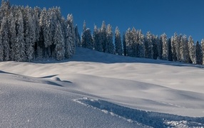 Cold shiny snow near the forest under the blue sky