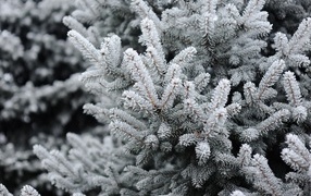Cold snow-covered spruce branch in winter