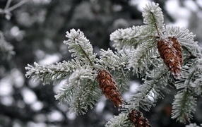 Cones on a frost-covered spruce branch