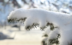 Fluffy white snow on a green spruce branch