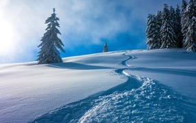 Path on cold white snow on a hill with fir trees