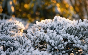 Колючие еловые ветки в инее зимой