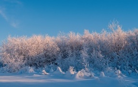 Snow-covered bushes against the blue sky in winter