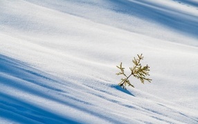 Ветка ели на ровном холодном снегу