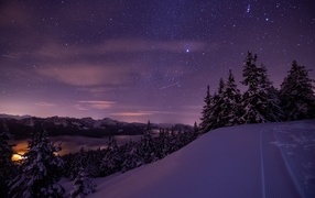 Starry sky over snow-covered fir trees