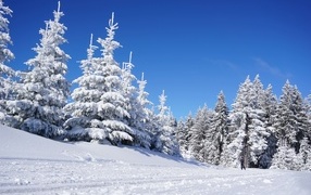 Tall fir trees covered with thick snow under a blue sky