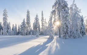Tall spruce trees in the snow in the rays of the sun in the forest