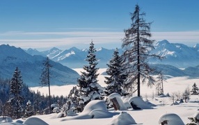 Яркое солнце осветило покрытые снегом ели в горах