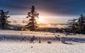 The sun illuminates snow-covered spruce trees in winter