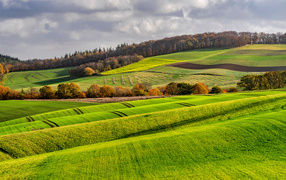 Fields covered with green plants in Germany
