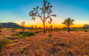 Закат солнца в национальном парке Джошуа-Три, США