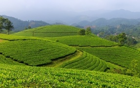 Green tea plantations, Vietnam