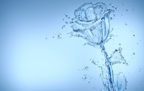 Красивая роза из воду на голубом фоне