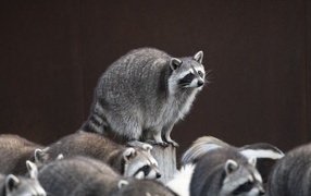 Много милых серых енотов