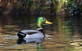 Красивый селезень плавает в воде