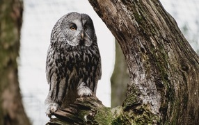 Большая сова сидит на сухом дереве